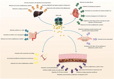 The Emerging Role of Exosomes in the Treatment of Human Disorders With a Special Focus on Mesenchymal Stem Cells-Derived Exosomes